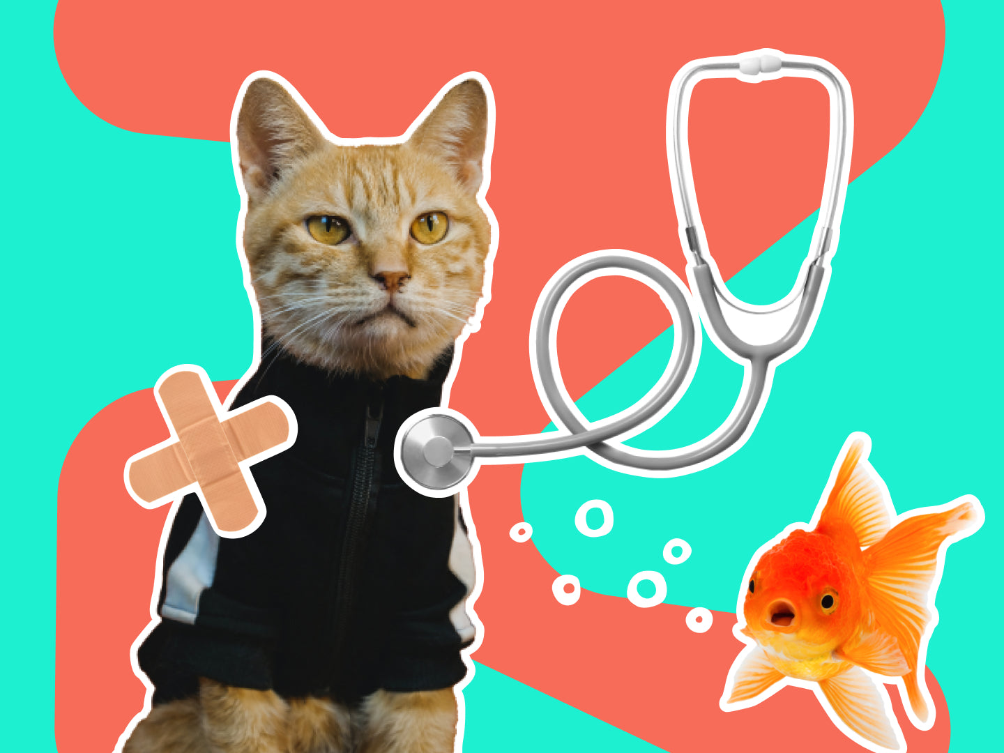 Vet Nursing Essentials