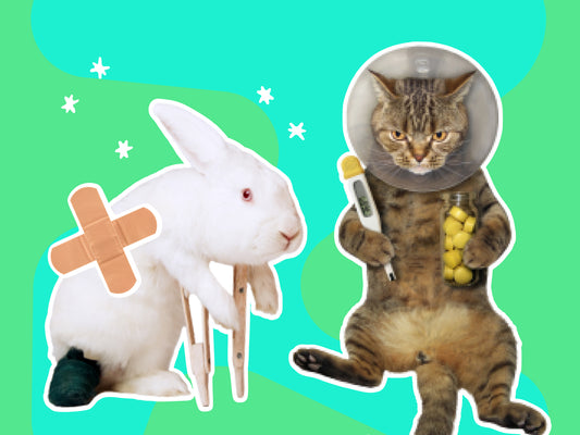 Learn to - Care for Pets