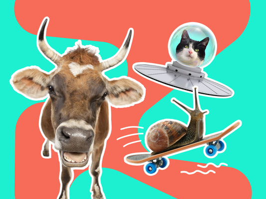 Trial Run - Animal Welfare