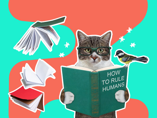 Trial Run - Special Educational Needs Teaching