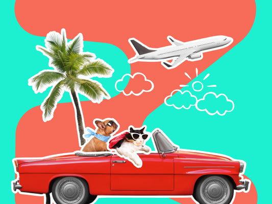 Flight Attendant Essentials