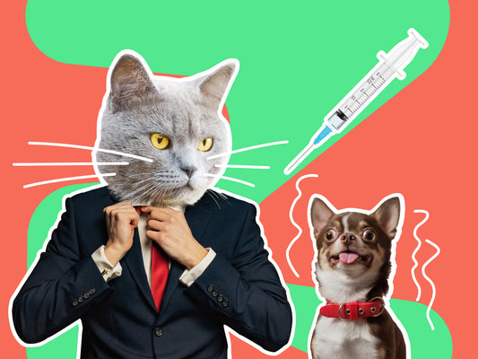 Career Kickstarter - Vet Assistant & Animal Welfare